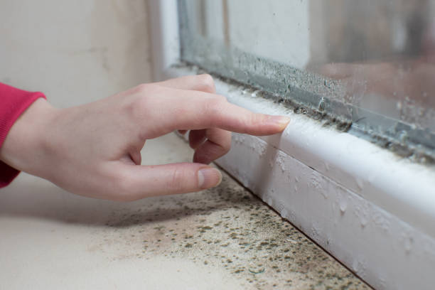  Rushville, IN Mold Removal Pros
