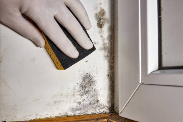 Best Real Estate Mold Inspection  in Rushville, IN