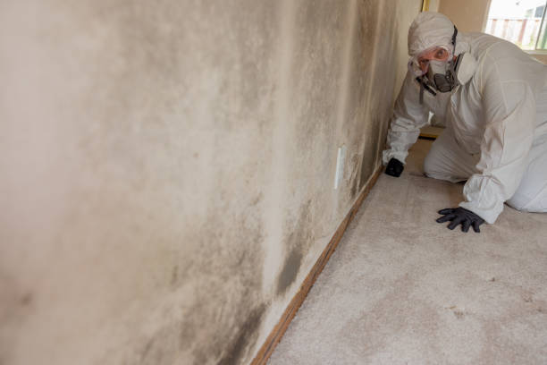 Professional Mold Removal in Rushville, IN